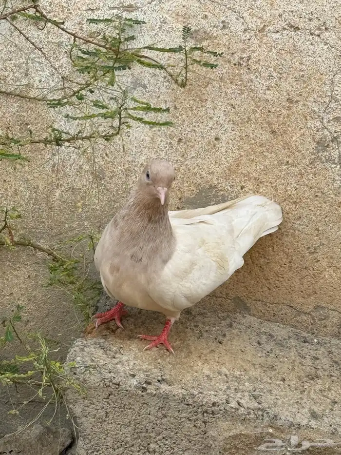 حمام قطايف 11