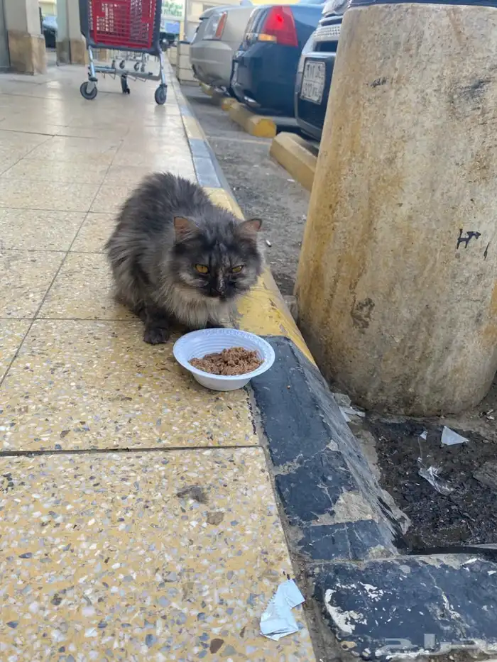 قطه ضايعه او رامينها أليفه جدا 0