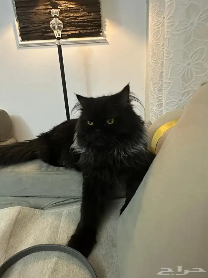 بلاكي للتبني 2