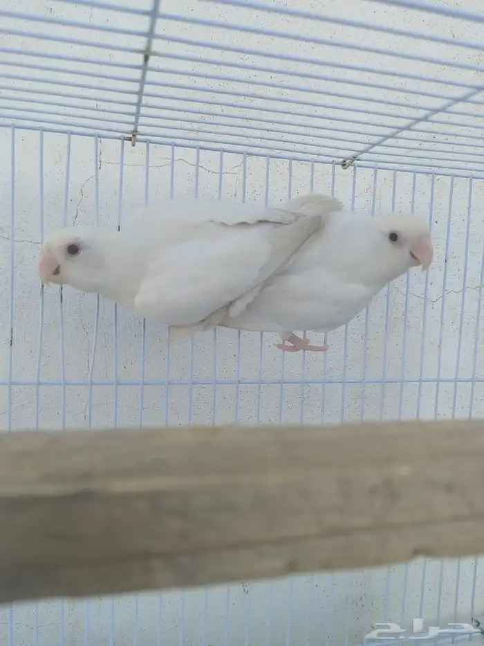 زوج روز البينو مع فرخين 4