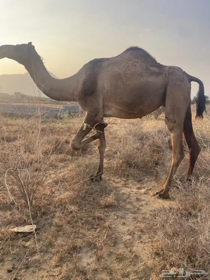 ناقتين للبيع لقايح في 10شهور متالي 0