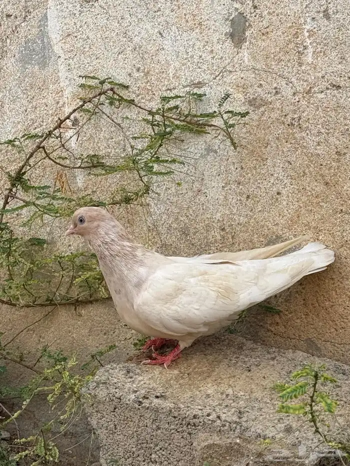 حمام قطايف 9