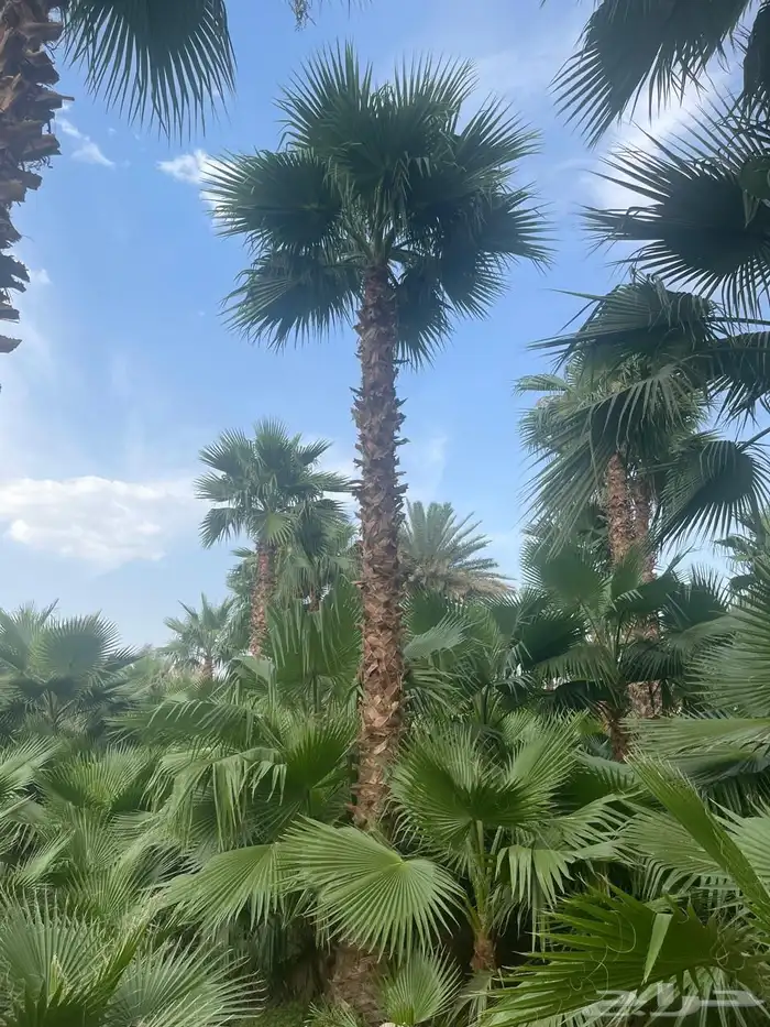 نخيل امريكي زينه نخيل واشنطنيا زينه 6