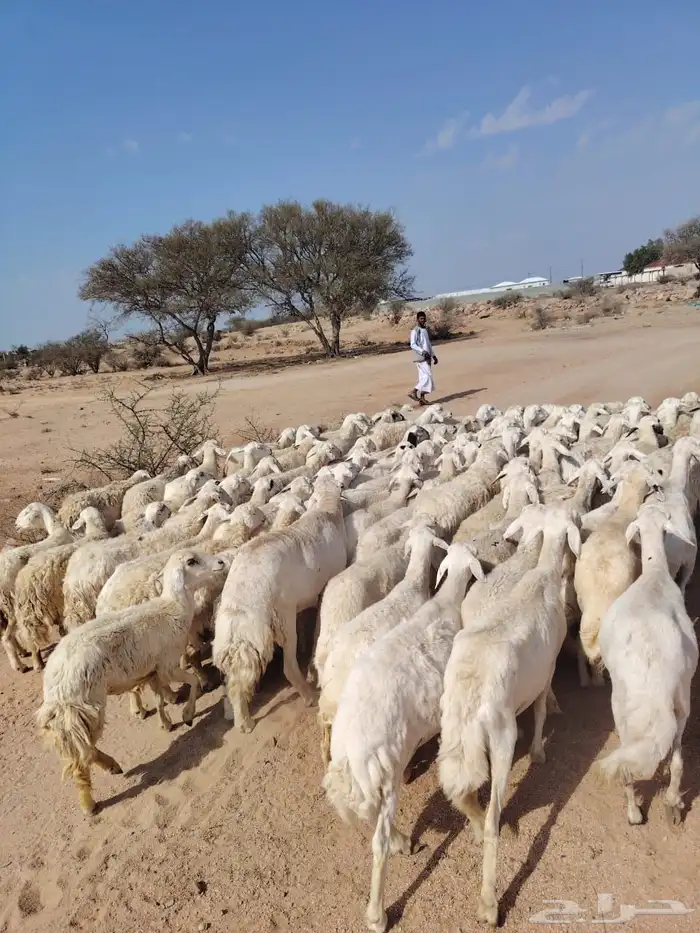 غنم حريه حرشش 1