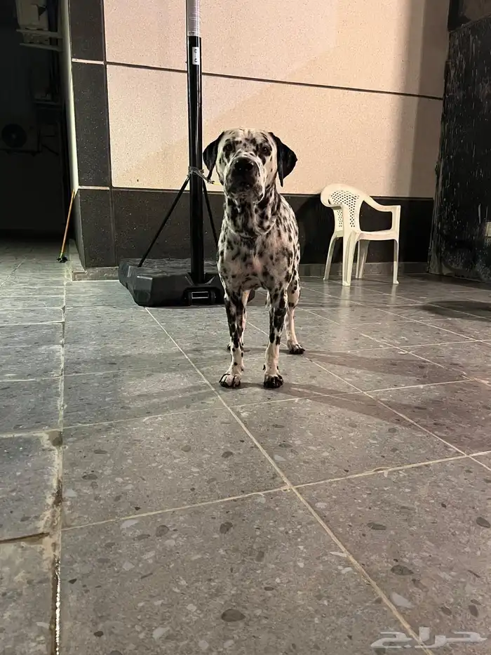 كلب دلميشن ذكر منتج 1