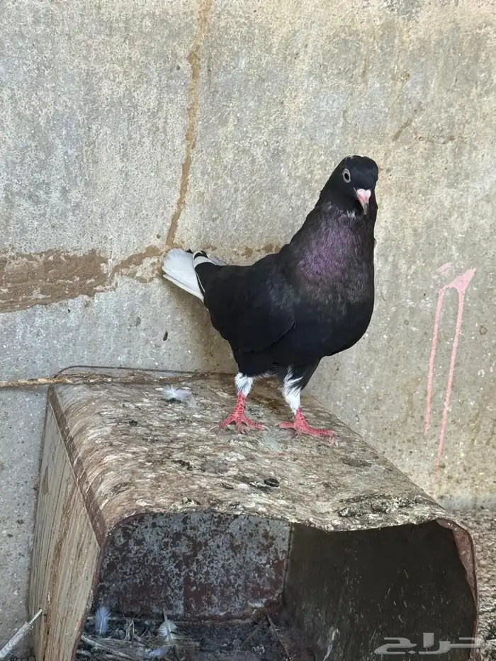 حمام قطايف 6