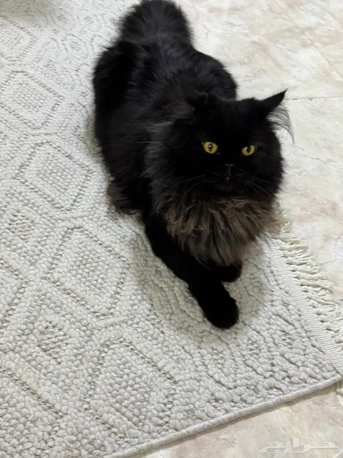 بلاكي للتبني 1