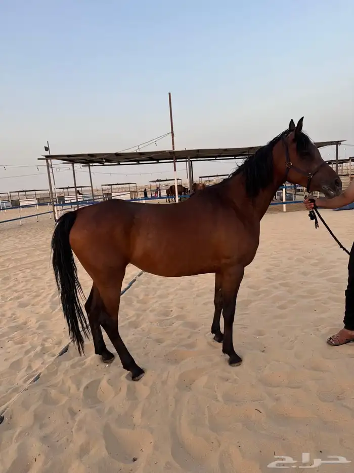 فرس عربي اصيل واهو للبيع 0
