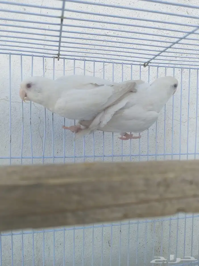 زوج روز البينو مع فرخين 3