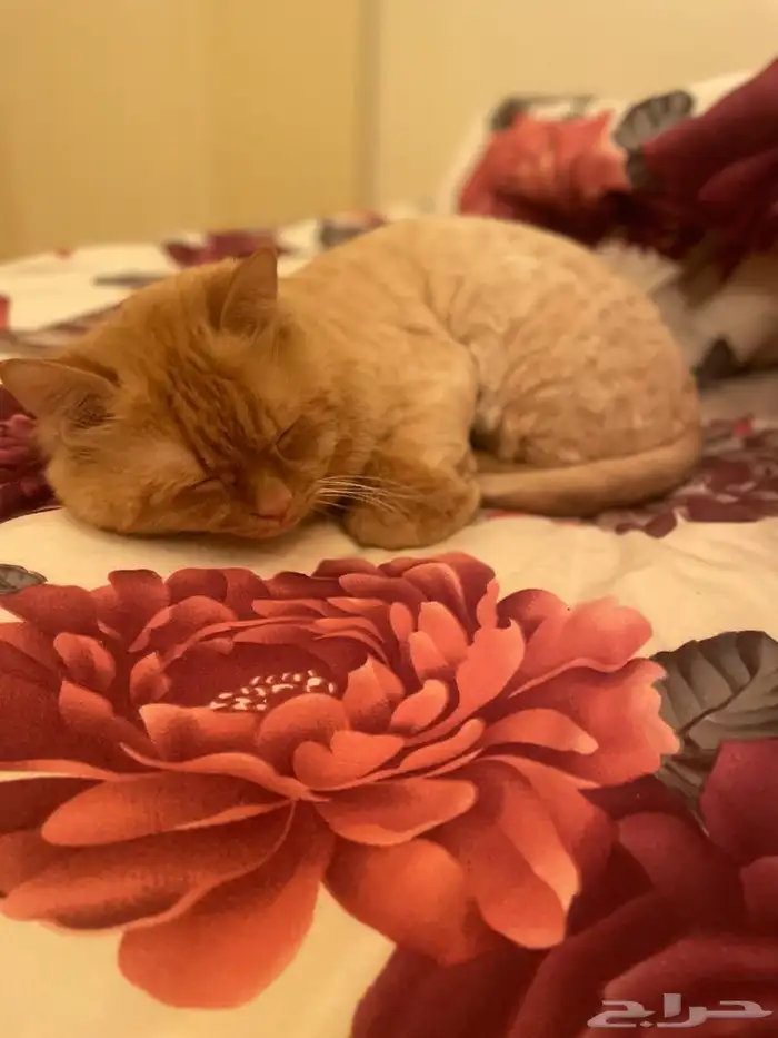 قطتين شيرازي للتبني 5