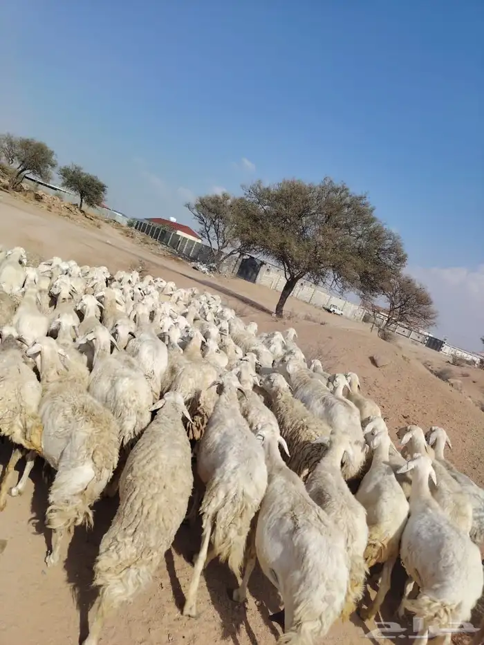 غنم حريه حرشش 3