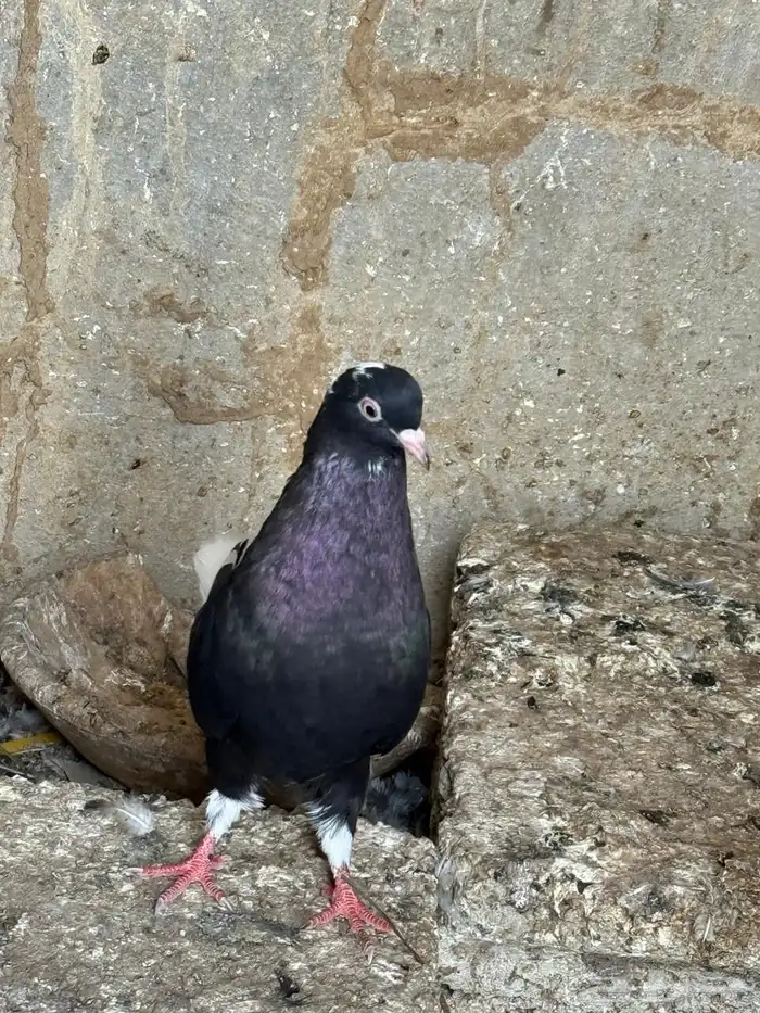 حمام قطايف 1