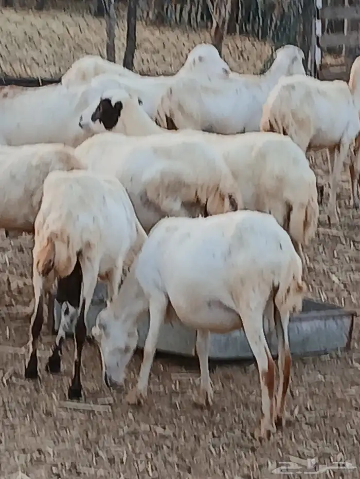 ضان مراح واحد 0