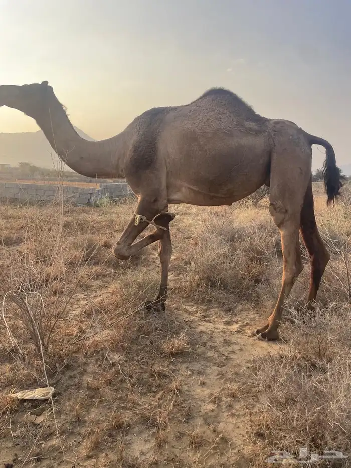 ناقتين للبيع لقايح في 10شهور متالي 3