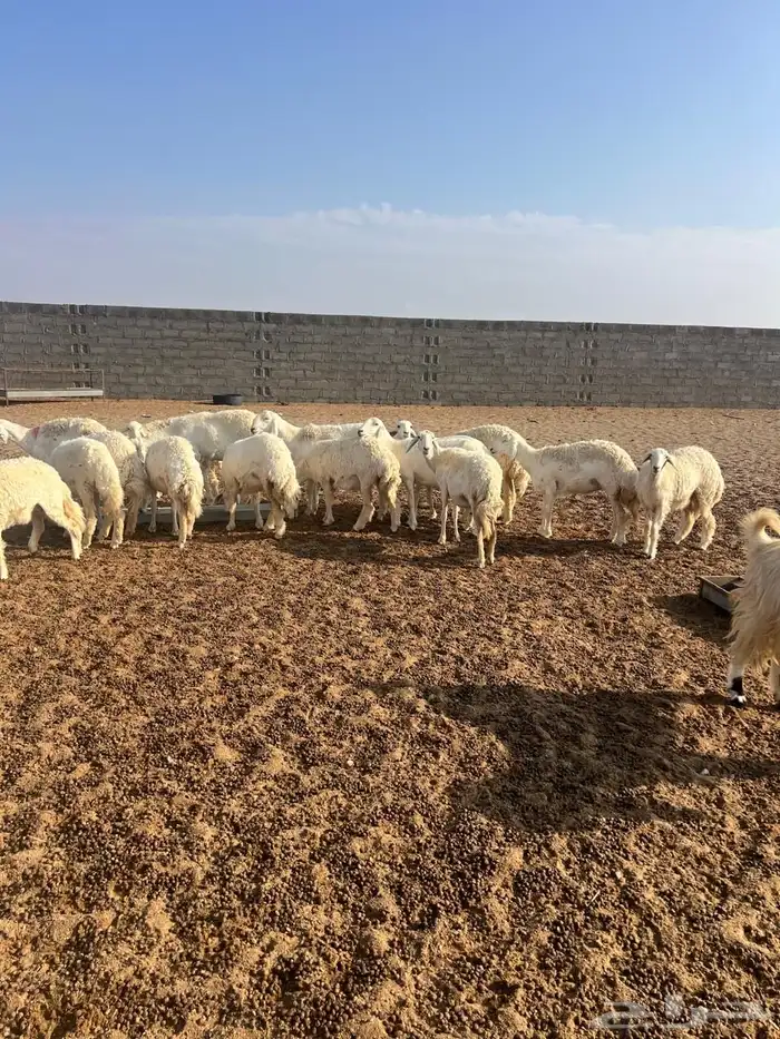 غنم حبص مراح كامل العدد من 58 الى60 3