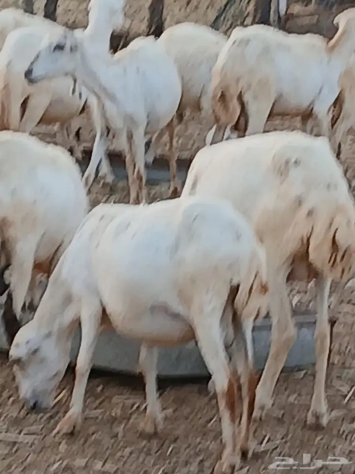 ضان مراح واحد 3