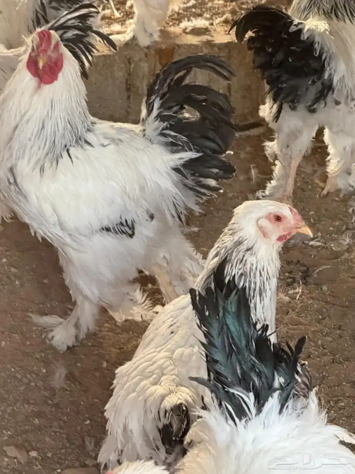 دجاج براهما كولومبي للبيع 1