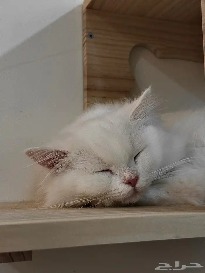 قطتين شيرازي للتبني 3