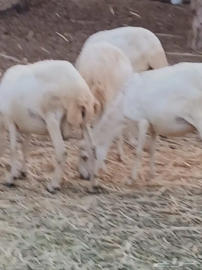 ضان مراح واحد 1