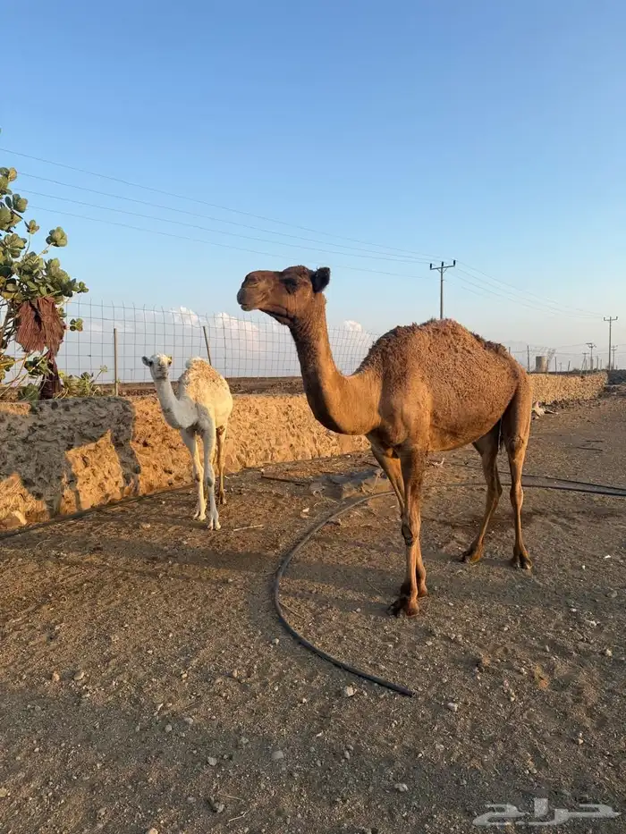 للبيع ناقه كفو ومعها بنتها مفروده 0