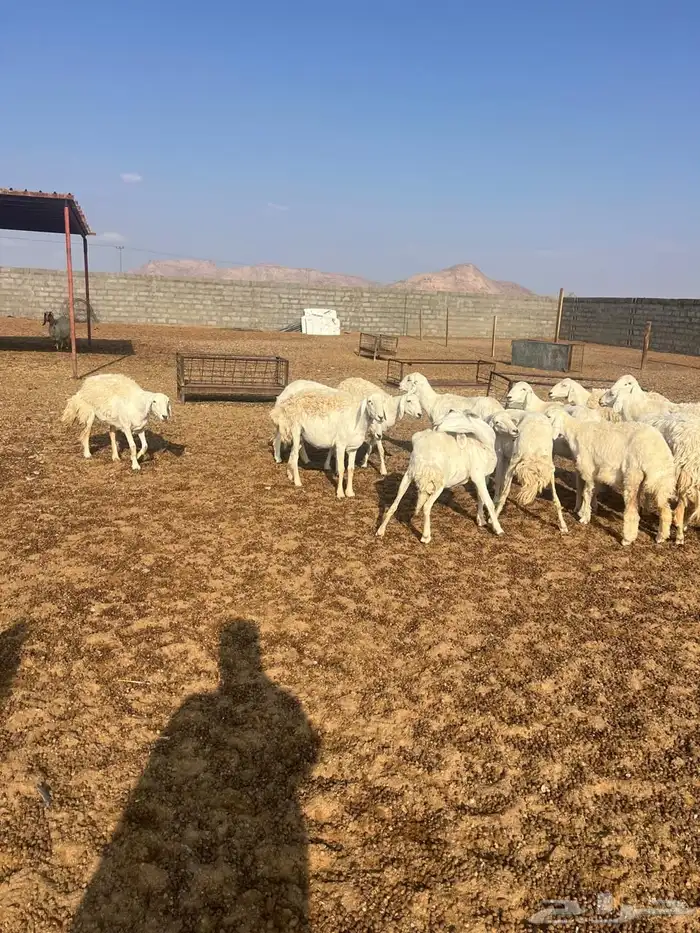 غنم حبص مراح كامل العدد من 58 الى60 0