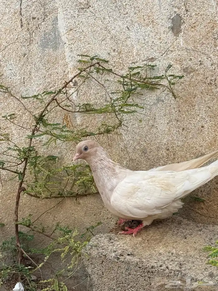 حمام قطايف 8