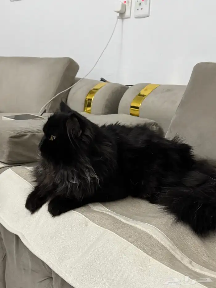 بلاكي للتبني 0