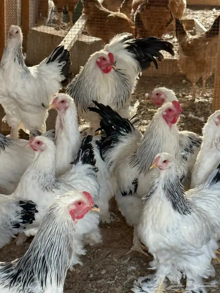دجاج براهما كولومبي للبيع 0