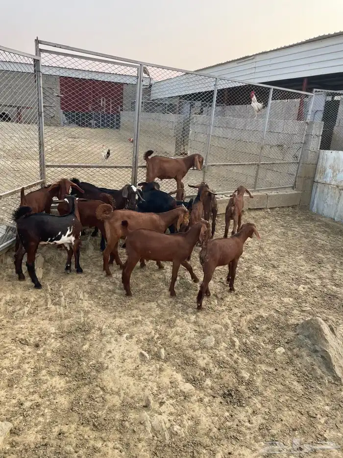 العرضية الجنوبية 3