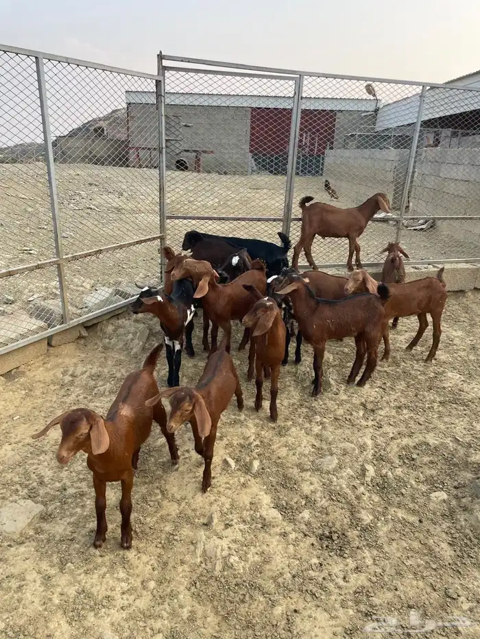 العرضية الجنوبية 4