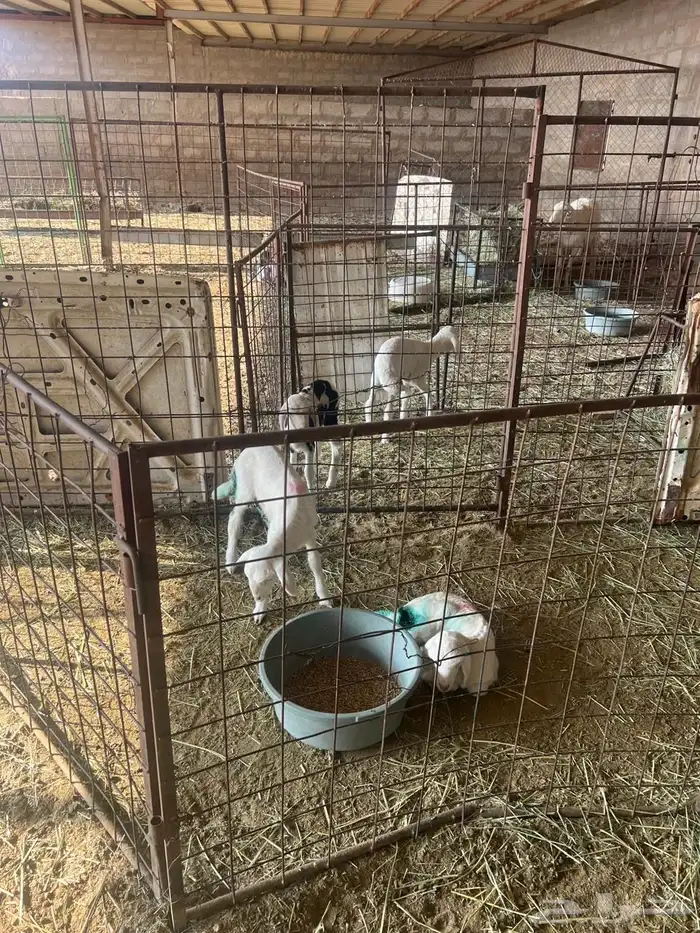 غنم حبص مراح كامل العدد من 58 الى60 11