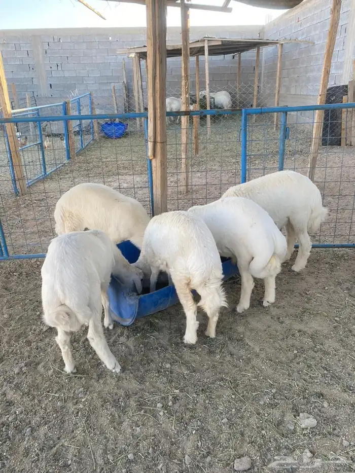 تيوس وطليان ورخال 2