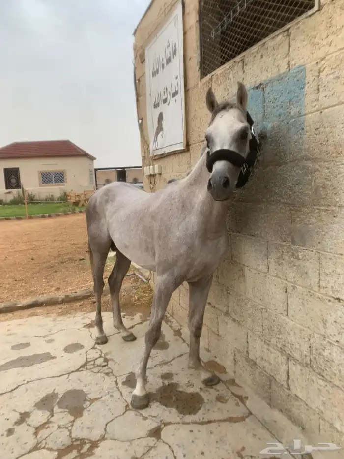حصان كفو العمر 3سنين اسمه براق سبوق لطول 7 بلكت سيم 2800 1