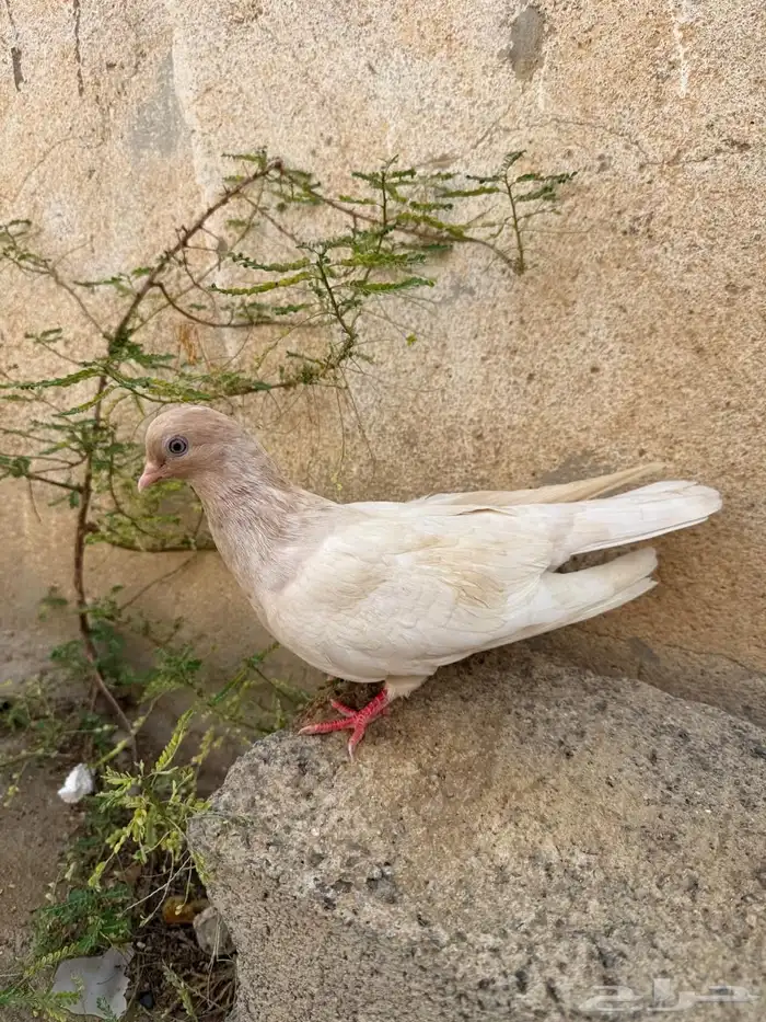 حمام قطايف 0