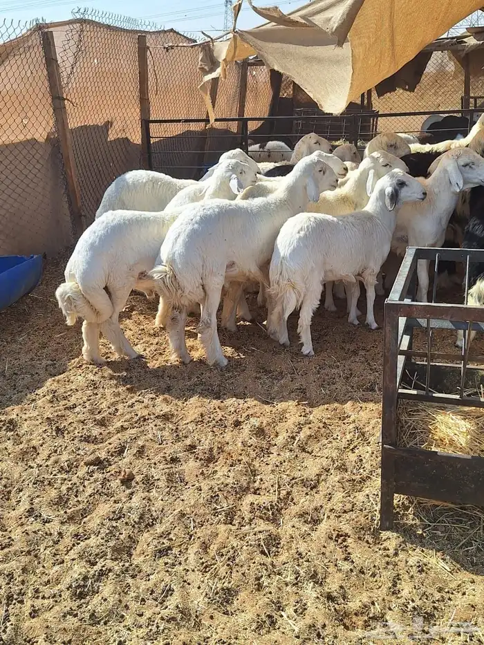 ذبائح متوفر تابي تمار 3