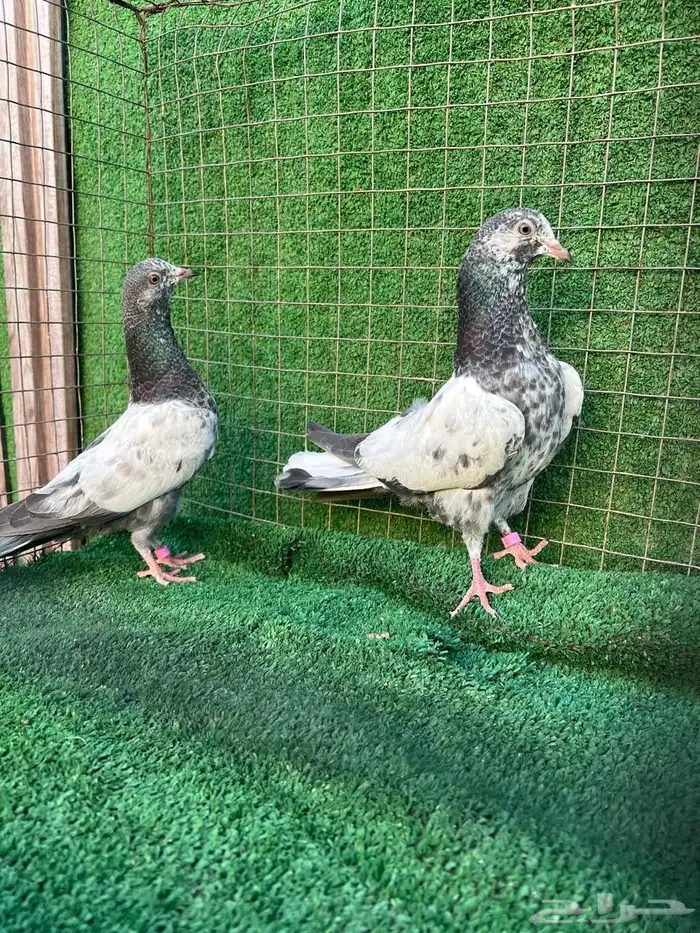 طبه فروخ حمام باكستاني 0