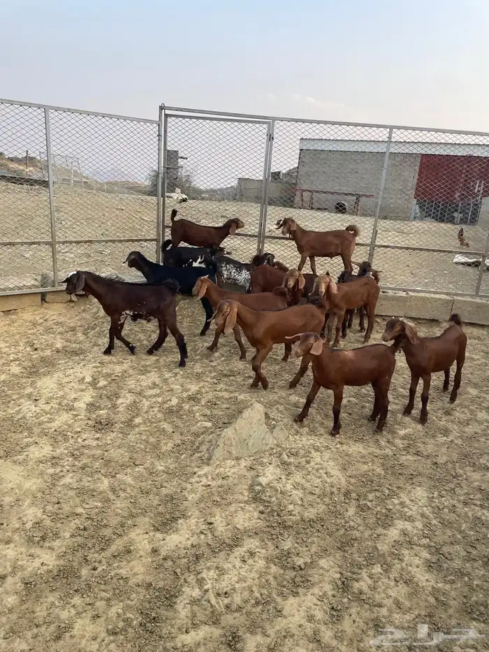 العرضية الجنوبية 2