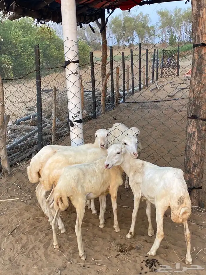 للبيع رخيل بلدي تربية 1