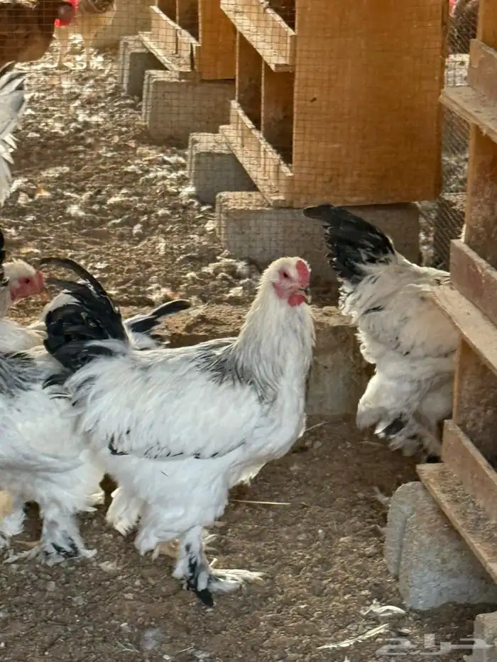 دجاج براهما كولومبي للبيع 2