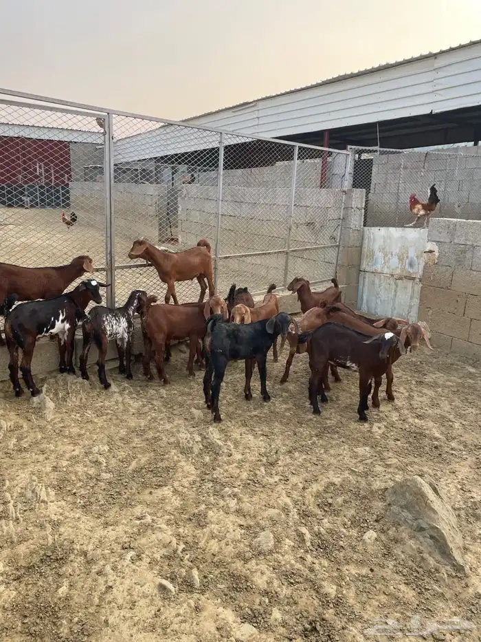 العرضية الجنوبية 0