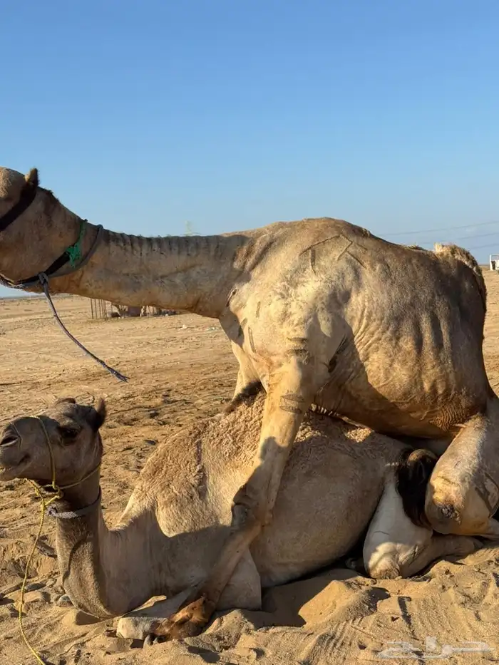 بنت السيف خلفه علي ولد شاهين للبيع والد لها 3 ايام ثاني بطن 1