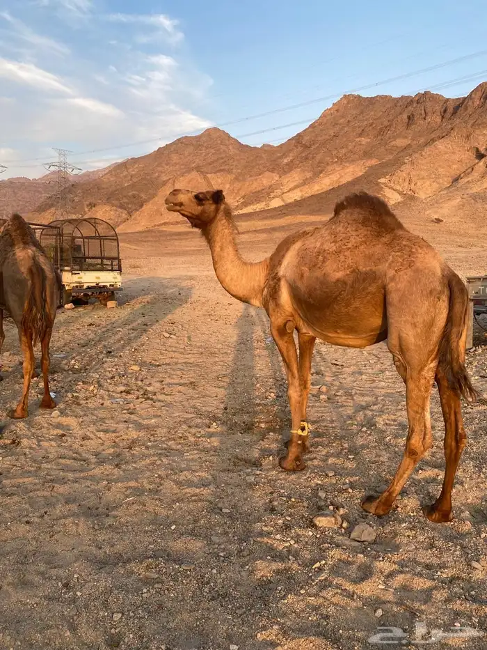 ناقه حايل للبيع 0