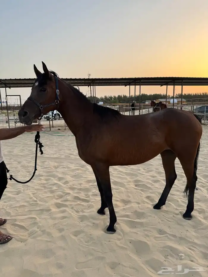 فرس عربي اصيل واهو للبيع 1