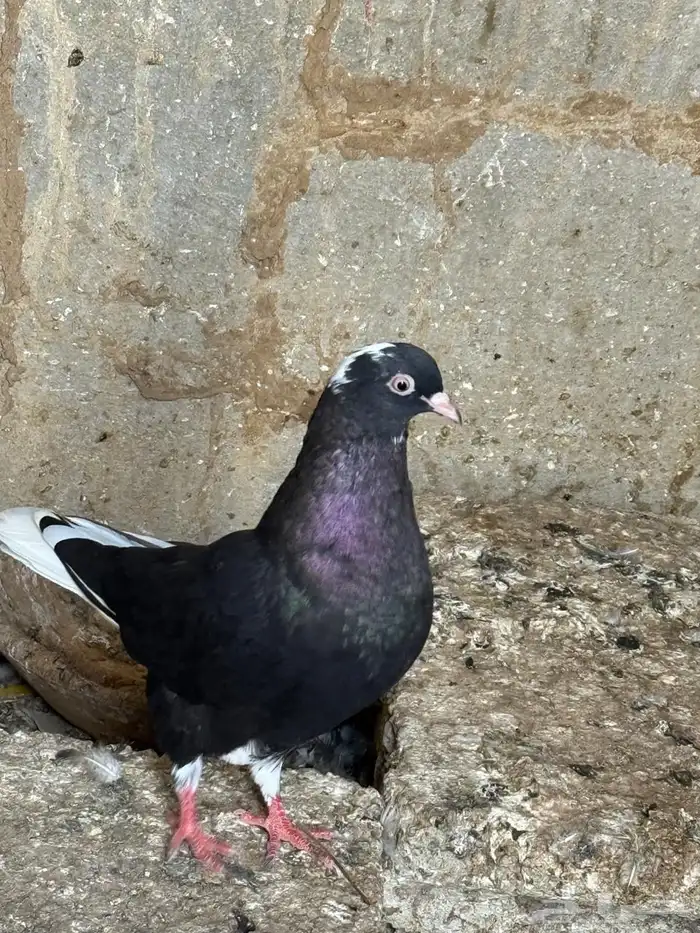 حمام قطايف 2