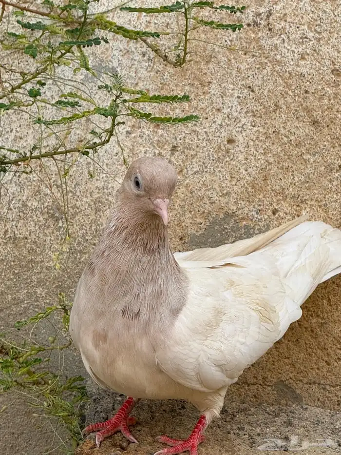 حمام قطايف 10