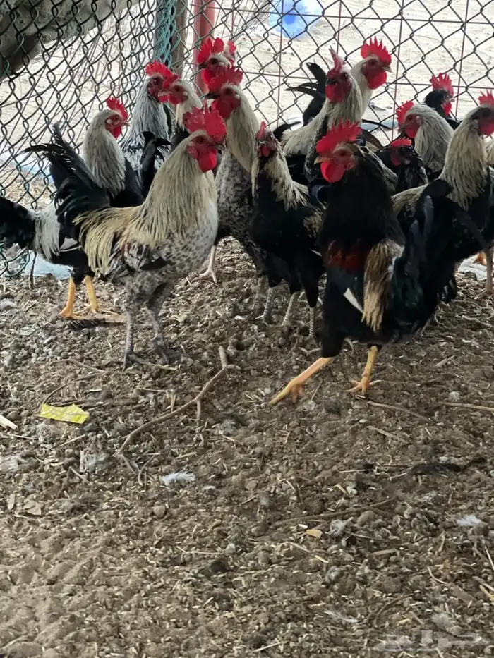 ديوك للبيع 1