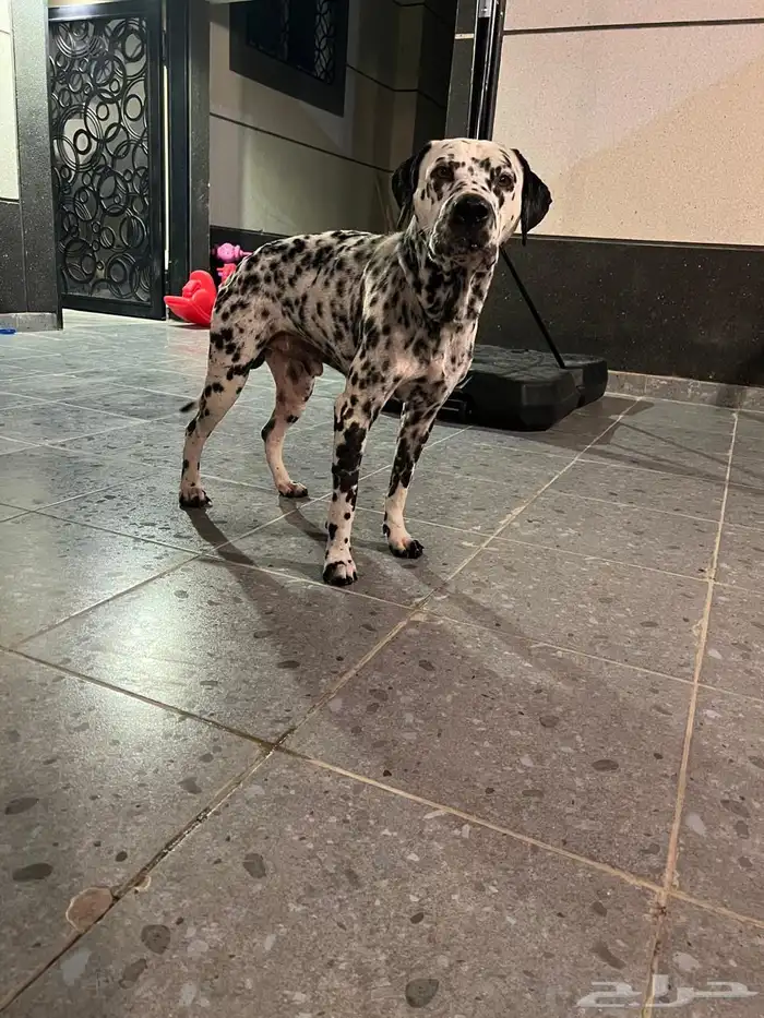 كلب دلميشن ذكر منتج 0