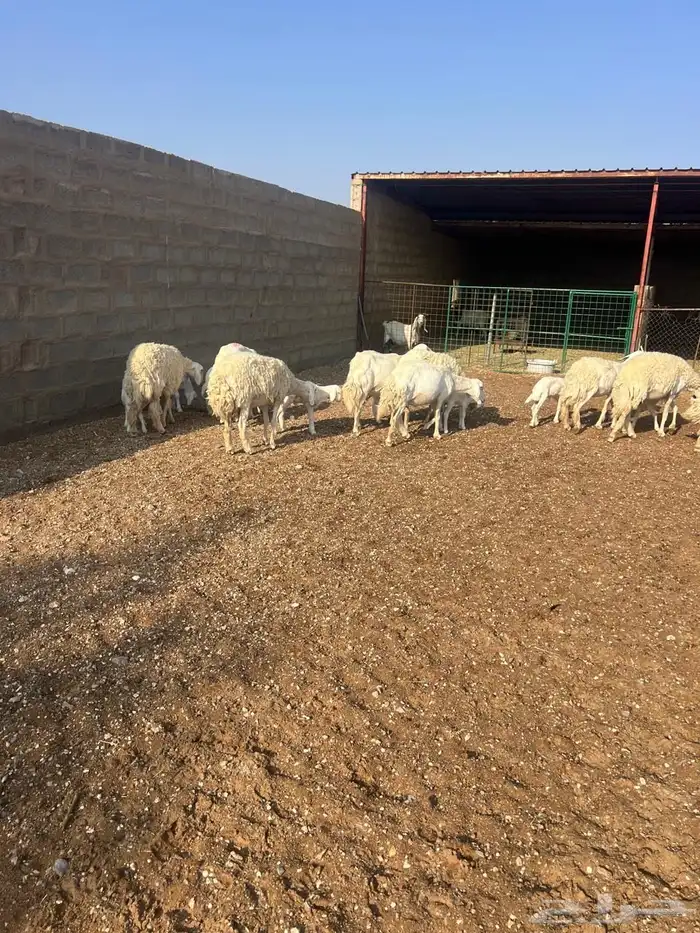 غنم حبص مراح كامل العدد من 58 الى60 8