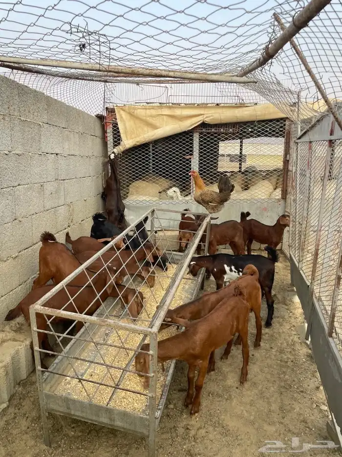 العرضية الجنوبية 5