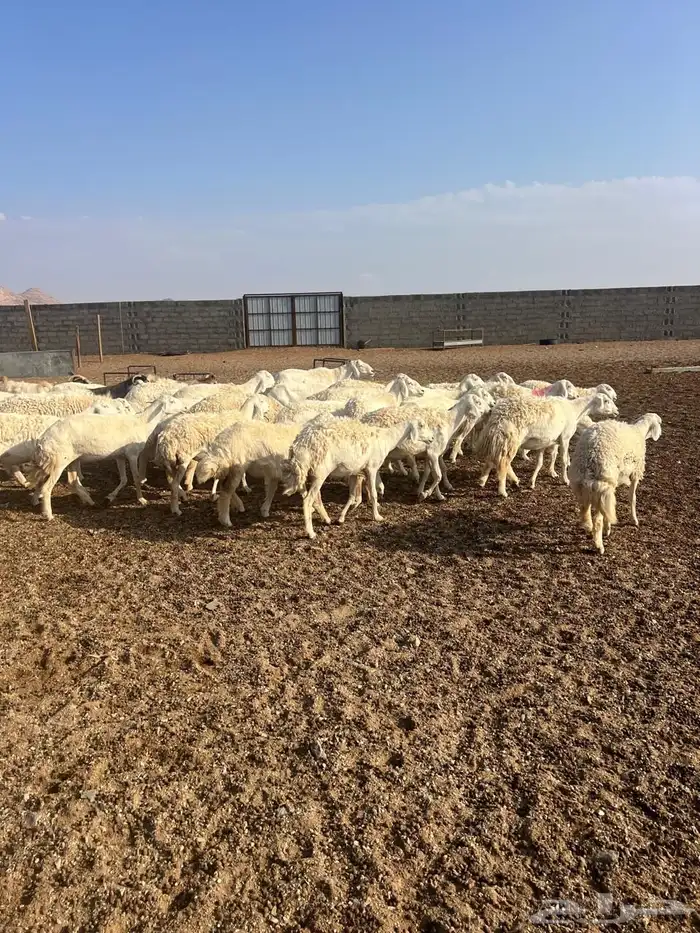 غنم حبص مراح كامل العدد من 58 الى60 2